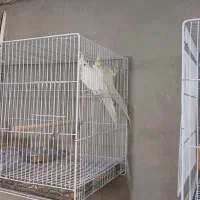 عروس هلندی مولد سالم سرحال ۶جفت|پرنده|تربت جام, پارک جنگلی|دیوار