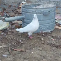 کبوتر ماده سالم بدونه هیچ مریض|پرنده|خلخال, |دیوار