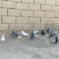 کبوتر