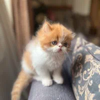 گربه های اشرافی iran cats|گربه|شیراز, ابیوردی|دیوار