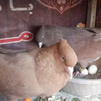 کبوتر رنگه دم سفیدمعاوضه با شامی پاکستانی المانی