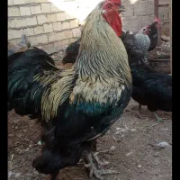 مرغ و خروس زینتی