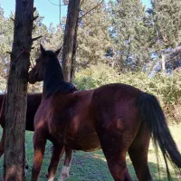 اسب مادیان با کورع یابو|اسب و تجهیزات اسبسواری|گرگان, |دیوار