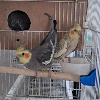 عروس هلندی. کوتوله