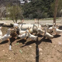 اردک شش ماهه نژاد گوشتی و تخم گذار