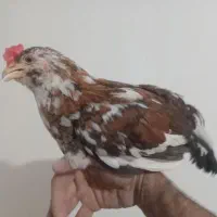 خروس