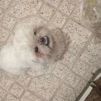 واگذاری سگ|سگ|بهارستان, |دیوار