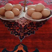 تخم مرغ محلی|خوردنی و آشامیدنی|نهبندان, |دیوار