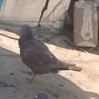 کفتر سرکه ای..معاوضه با کبوتر مگسی المانی|پرنده|آبیک, |دیوار