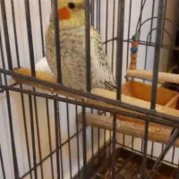 عروسی هلندی با قفس