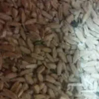 گندم بش دشمن زیاری|خوردنی و آشامیدنی|شیراز, گلشن|دیوار