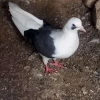 3عددکبوتر