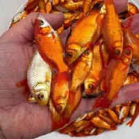 ماهی قرمز داری