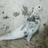 کبوتر زمینی