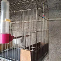 قفس سهره و سهره قناری نو