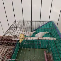 قناری|پرنده|کرمانشاه, |دیوار