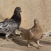 کفترسرور|پرنده|قم, آزادگان|دیوار