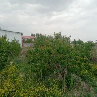 نهال بارده ۵ ساله|خدمات باغبانی و درختکاری|نوشین شهر, |دیوار