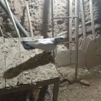 کفتر کله دمسبز|پرنده|گل تپه, |دیوار