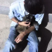 گربه گم شوده