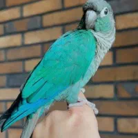 گرینچیک تراکوییس