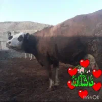 گاو ماده|حیوانات مزرعه|سراوان, |دیوار