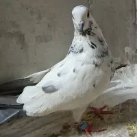کفتر سوسکی|پرنده|اصفهان, منتظرالمهدی|دیوار