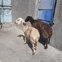 میش آبستن فروشی