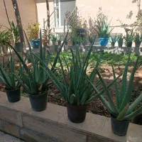 آلور اخوب و پر از ژله