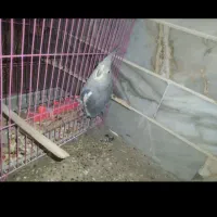 عروس هلندی|پرنده|رامیان, |دیوار