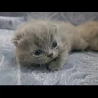 گربه اسکاتیش فولد و انفولد