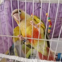 گرینچیک دستی|پرنده|مشهد, حسین‌آباد|دیوار