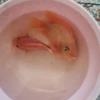 ماهی پرت|ماهی|شوشتر, |دیوار