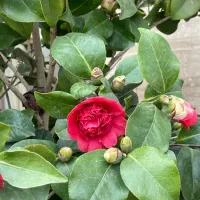 سیم کارت کد یک