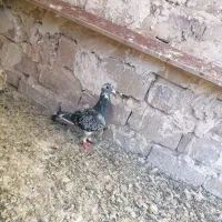 کفتر|پرنده|تربتحیدریه, پائین ولایت|دیوار