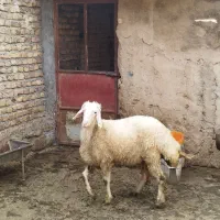 بره قوچ آینده دار