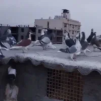 ماده پرشی ۲دسته