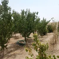باغ چهار دیواری موقعیت عالی|فروش دفتر صنعتی، کشاورزی، تجاری|اصفهان, براآن شمالی|دیوار
