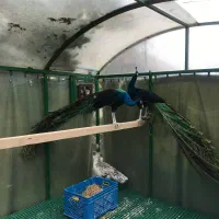 فروش طاووس بالغ