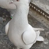 کبوتر رنگه مقبول و چند تا صید پرشی|پرنده|مشهد, دانشجو|دیوار