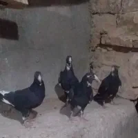 چهارتا ماده سیاه پلنگ کوسه