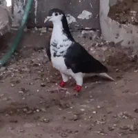 4000|حیوانات|قاسم‌آباد (خواف), |دیوار