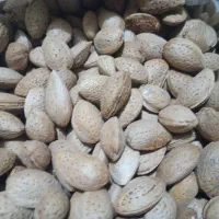 بادام درختی کاملاً ارگانیک منطقه کوهسرخ 580