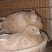 کبوتر کفتر نقشو پرش(بار جدید دولاب داخل فیلم)|پرنده|فردیس, ثابتی|دیوار