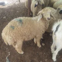بره نر فروشی