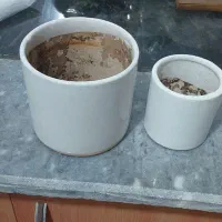 گلدان سرامیکی کاملا  سالم ۲عدد