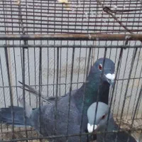 کبوتر