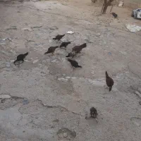 مرغ لاری ماده