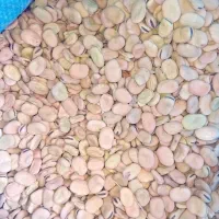 باقله شاخ بزی درجه یک