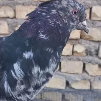 کبوتر نر سرور دم سفید شمعک تخت